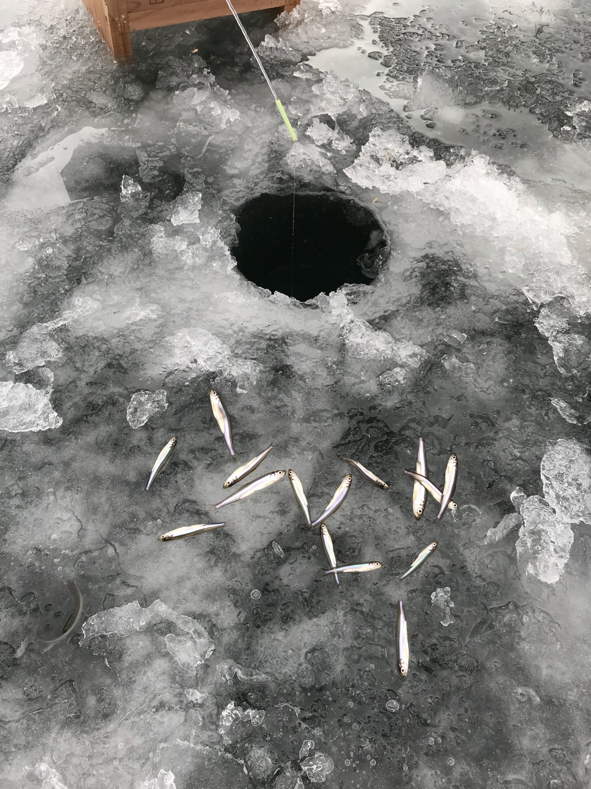 氷上の釣り穴と釣れたワカサギ