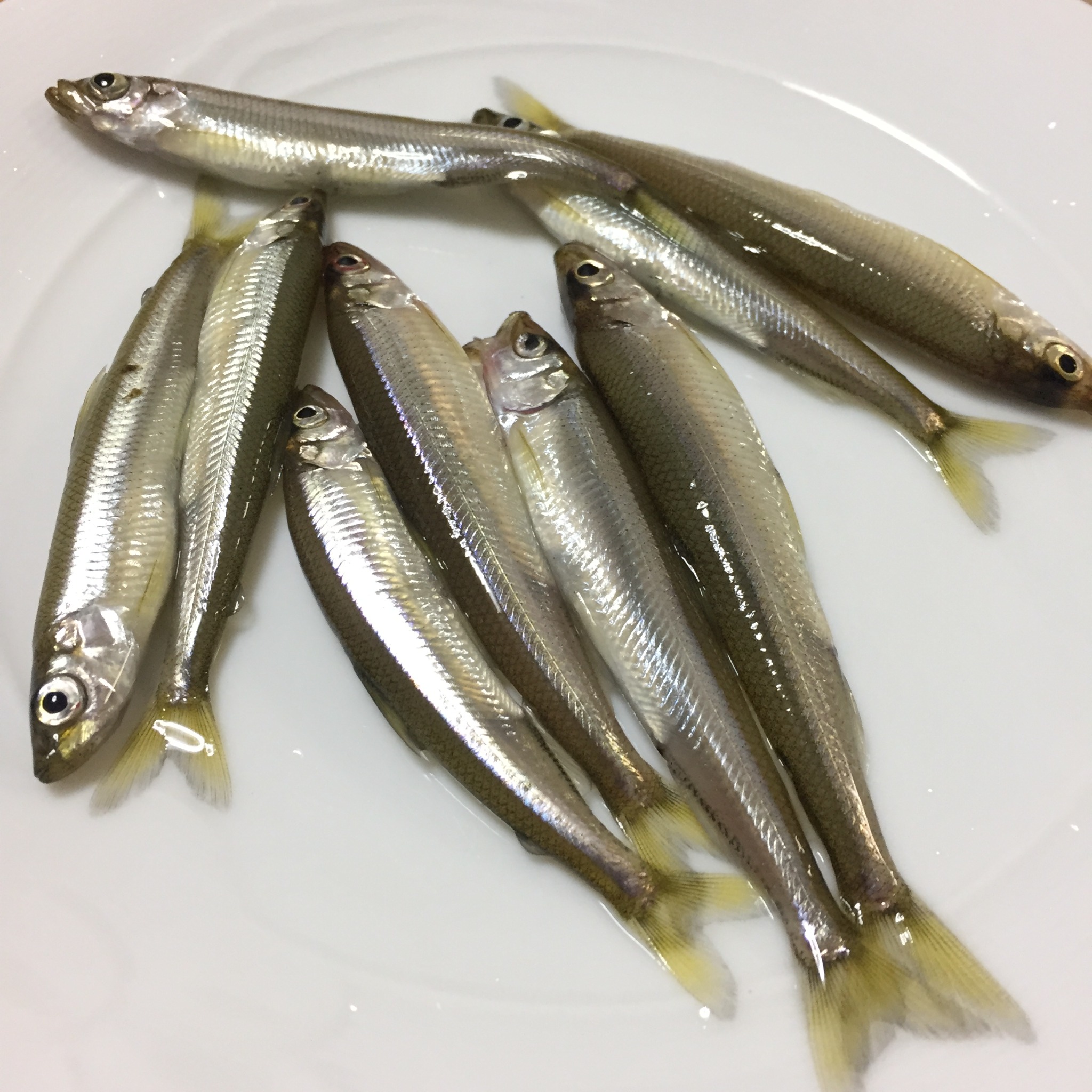 榛名湖で釣れたワカサギ